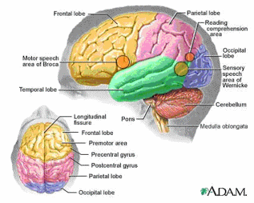Figure 1, Brain Anatomy